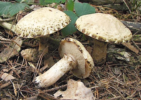 Klouzek slizský - Suillus viscidus Škola začínajícího houbaře