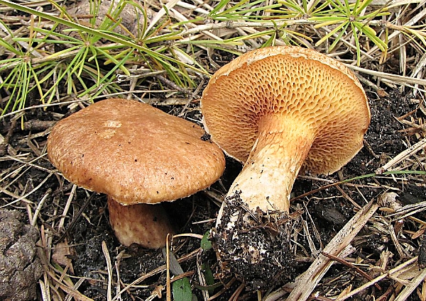 Klouzek tridentský - Suillus tridentinus Škola začínajícího houbaře