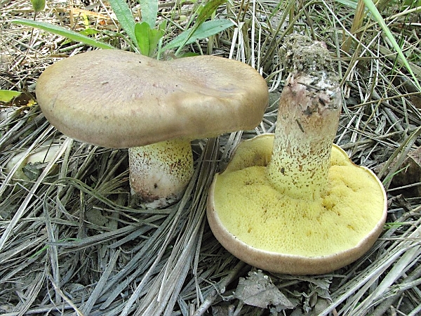 Klouzek žíhaný - Suillus collinitus Škola začínajícího houbaře