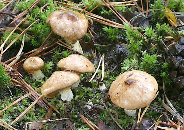 Klouzek žlutavý - Suillus flavidus Škola začínajícího houbaře