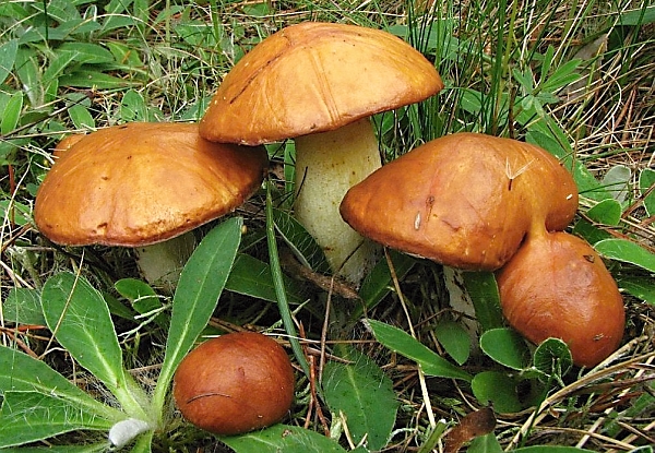 Klouzek zrnitý - Suillus granulatus Škola začínajícího houbaře