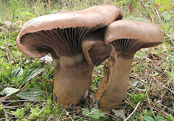 Slizák lepkavý - Chroogomphus rutilus Škola začínajícího houbaře