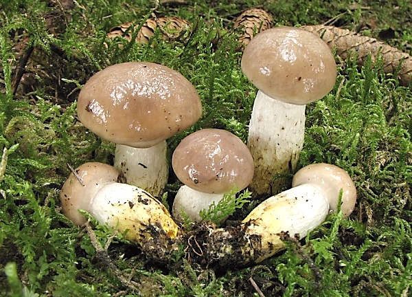 Slizák mazlavý - Gompidius glutinosus Škola začínajícího houbaře