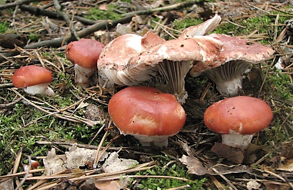 Slizák růžový - Gomphidius roseus Škola začínajícího houbaře