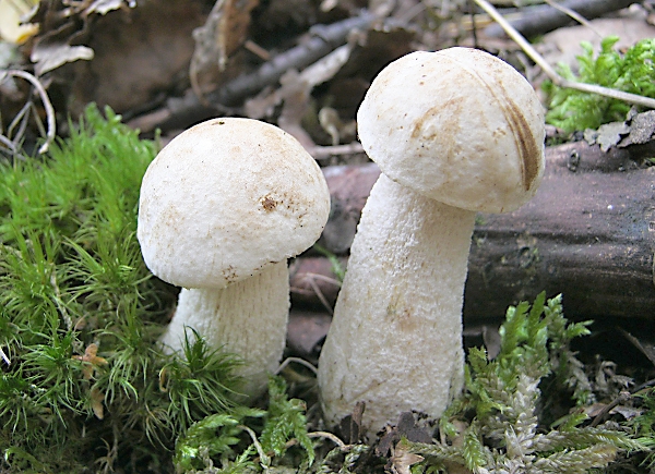 Kozák bílý - Leccinum holopus Škola začínajícího houbaře