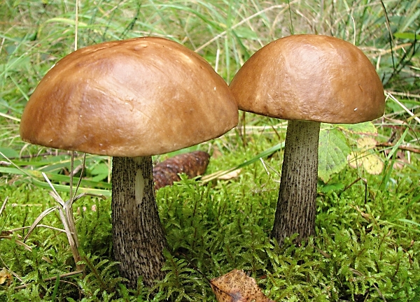 Kozák březový - Leccinum scabrum Škola začínajícího houbaře