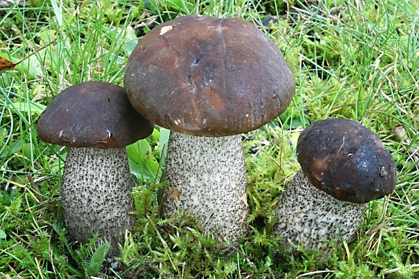 Kozák černohnědý - Leccinum melaneum Škola začínajícího houbaře
