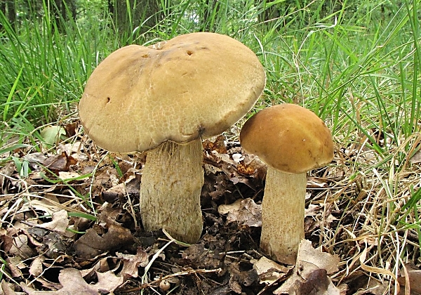 Kozák dubový - Leccinum crocipodium Škola začínajícího houbaře