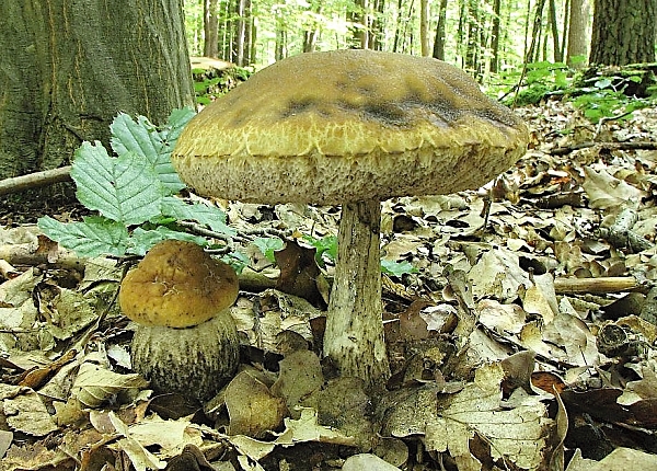 Kozák habrový - Leccinum carpini Škola začínajícího houbaře