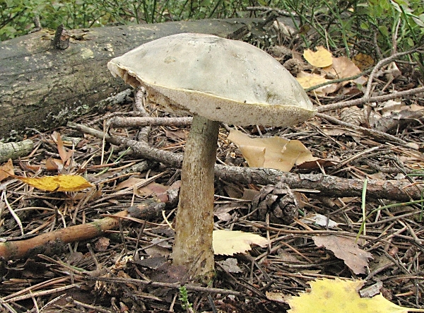 Kozák šedohnědý – Leccinum brunneogriseolum Škola začínajícího houbaře