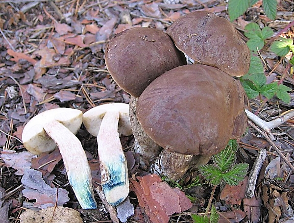 Kozák šedozelený - Leccinum variicolor Škola začínajícího houbaře