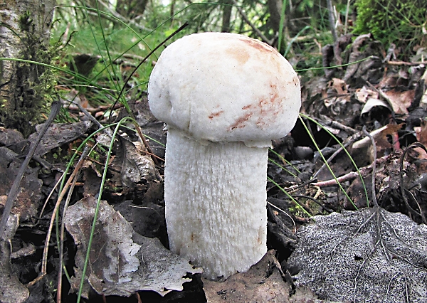 Křemenáč bělostný - Leccinum percandidum Škola začínajícího houbaře