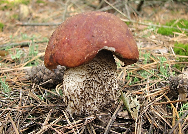 Křemenáč borový - Leccinum vulpinum Škola začínajícího houbaře