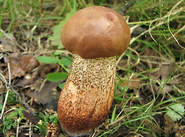 Křemenáč krvavý - Leccinum aurantiacum Škola začínajícího houbaře