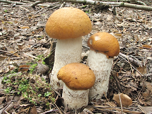 Křemenáč osikový - Leccinum rufum Škola začínajícího houbaře