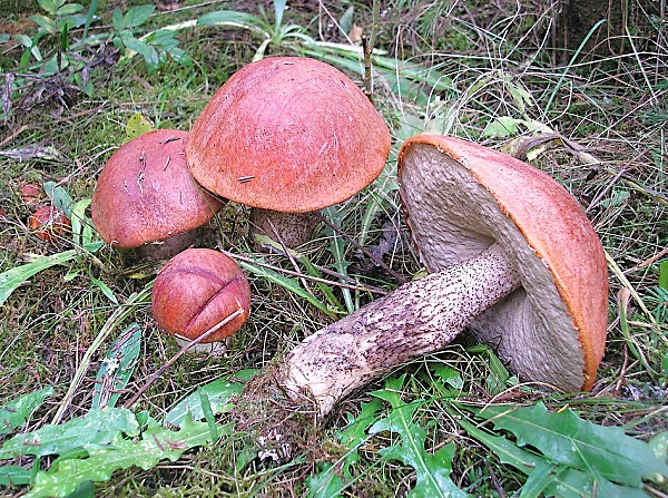 Křemenáč smrkový - Leccinum piceinum Škola začínajícího houbaře