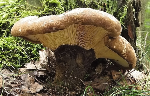 Škola začínajícího houbaře - letní jedovaté houby