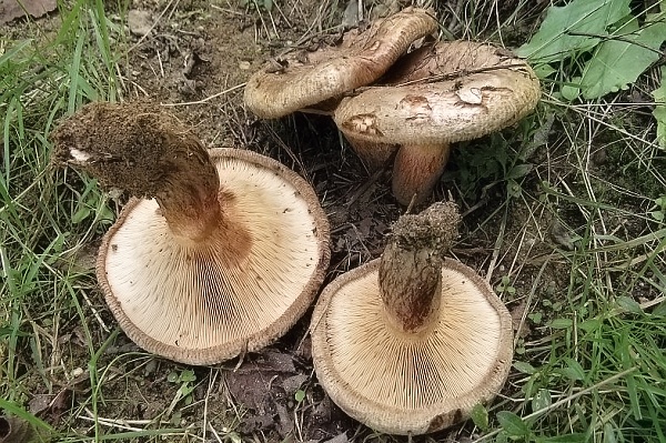 Škola začínajícího houbaře - letní jedovaté houby