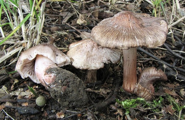 Škola začínajícího houbaře - letní jedovaté houby