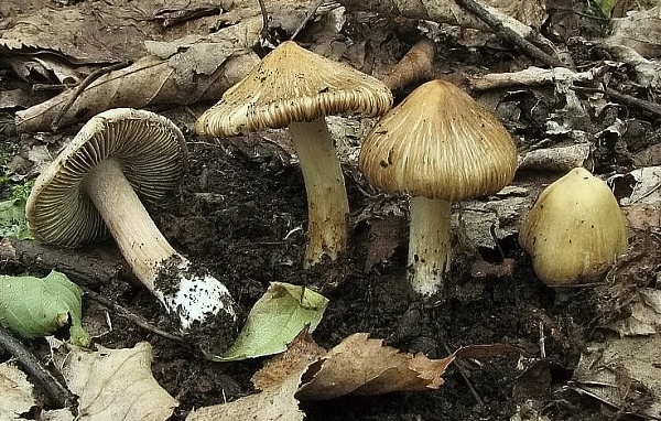 Škola začínajícího houbaře - letní jedovaté houby