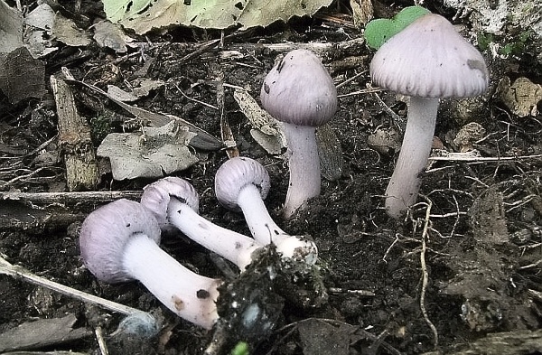 Škola začínajícího houbaře - letní jedovaté houby