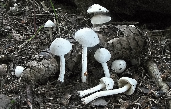 Škola začínajícího houbaře - letní jedovaté houby