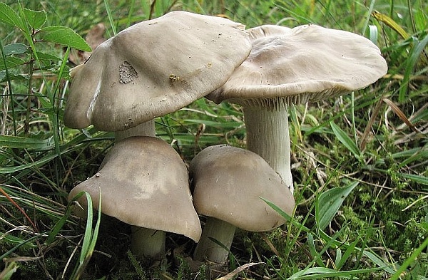 Škola začínajícího houbaře - letní jedovaté houby