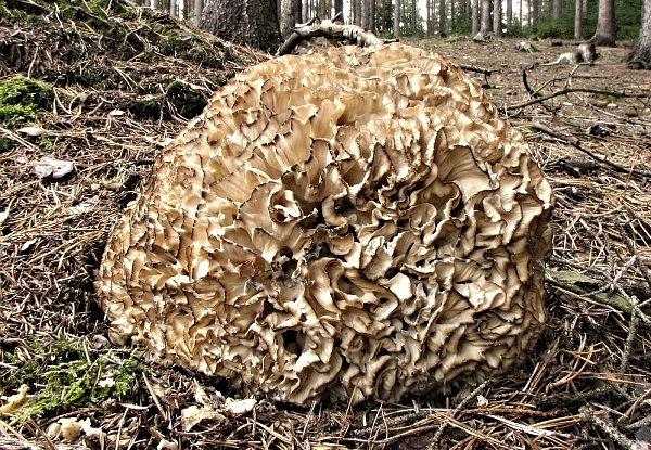 Škola začínajícího houbaře