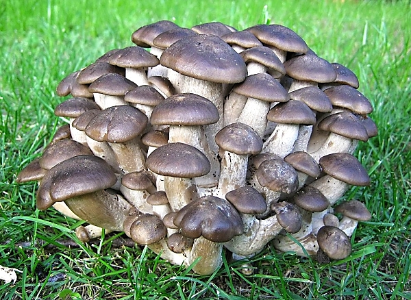 Škola začínajícího houbaře