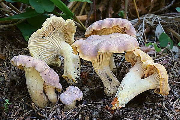 Liška ametystová - Cantharellus amethysteus Škola začínajícího houbaře
