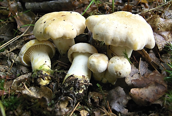 Liška bledá - Cantharellus pallens Škola vaření - Guláše, druhy a jejich technologie přípravy