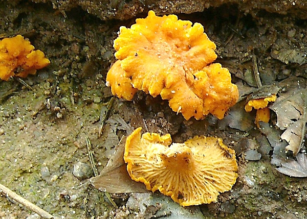 Liška Friesova - Cantharellus friesii Škola začínajícího houbaře