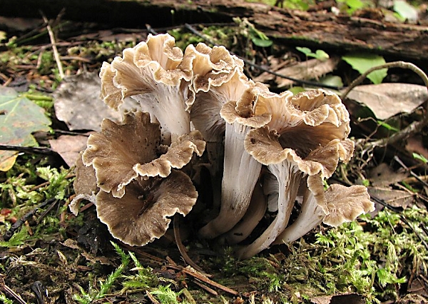 Liška kadeřavá - Pseudocraterellus sinuosus Škola začínajícího houbaře