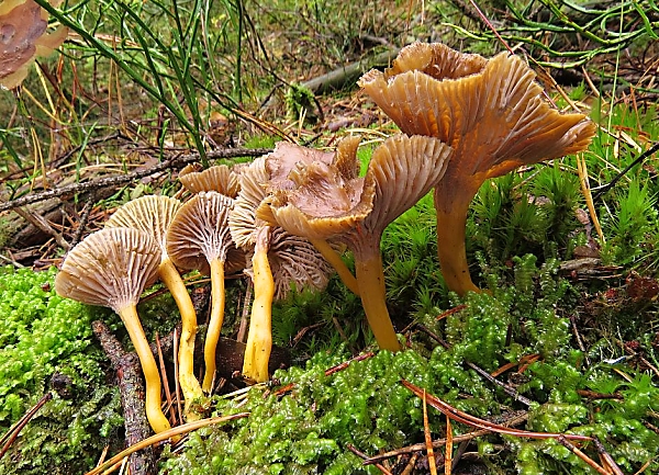 Liška nálevkovitá - Cantharellus tubaeformis Škola začínajícího houbaře