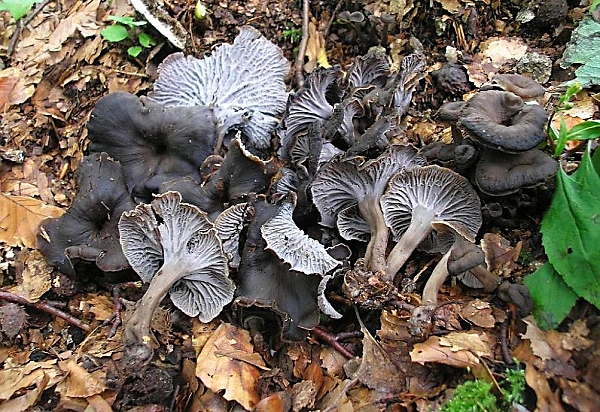 Liška šedá - Cantharellus cinereus Škola začínajícího houbaře