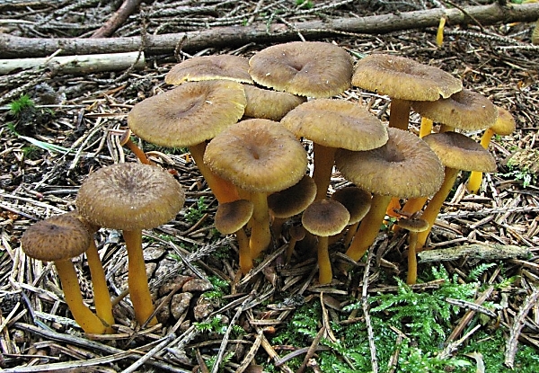 Liška žlutavá - Cantharellus aurora Škola začínajícího houbaře