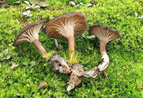 Liškovec spáleništní - Faerberia carbonaria Škola začínajícího houbaře
