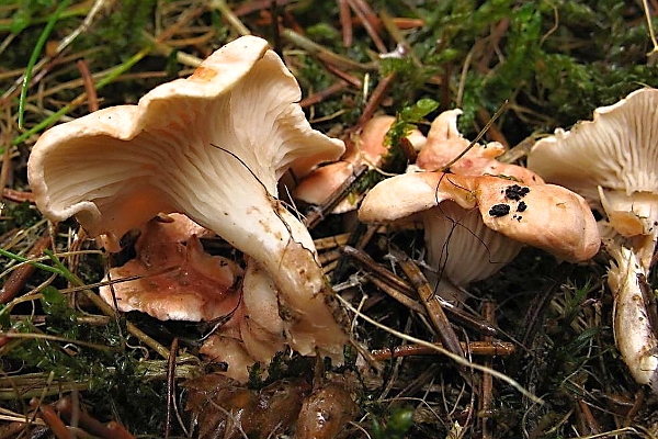 Lištička vonná - Hygrophoropsis macropora Škola začínajícího houbaře