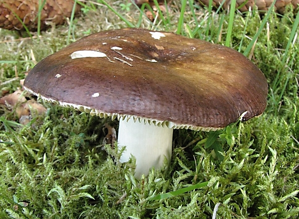 Škola začínajícího houbaře