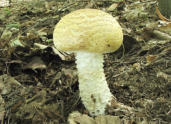 Škola začínajícího houbaře