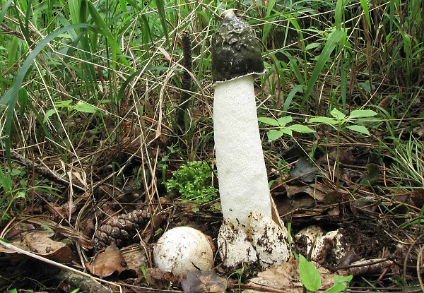 Hadovka smrdutá - Phallus impudicus Škola začínajícího houbaře - kulovité houby