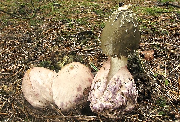 Hadovka valčická - Phallus hadriani Škola začínajícího houbaře - kulovité houby