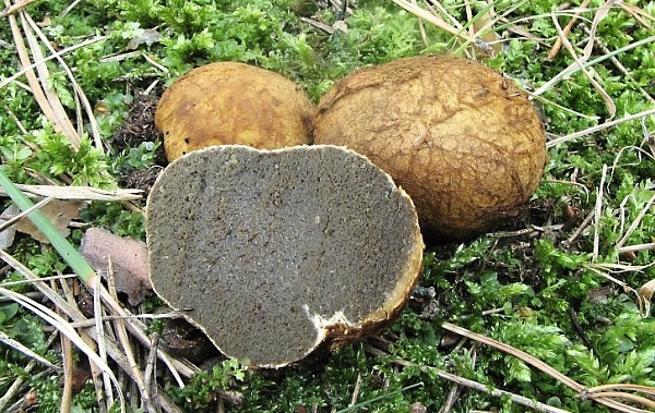 Kořenovec žlutavý - Rhizopogon obtextus Škola začínajícího houbaře - kulovité houby