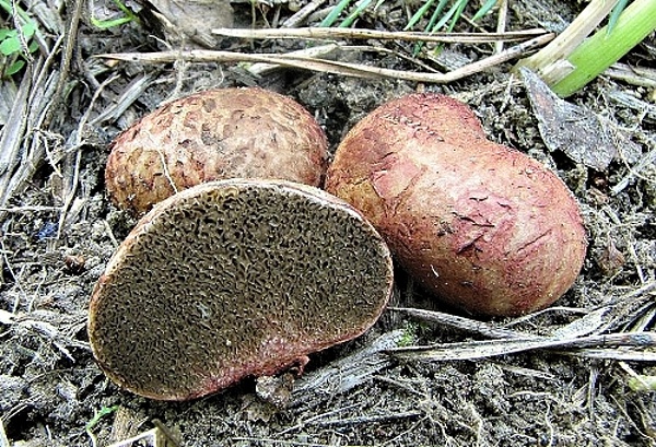 Kořenovec načervenalý - Rhyzopogon roseolus Škola začínajícího houbaře - kulovité houby