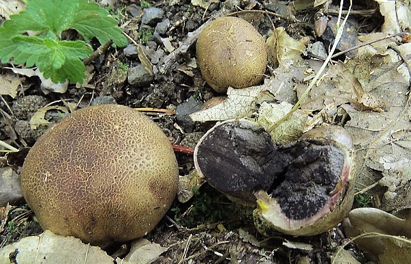 Pestřec hnědý - Scleroderma fuscum Škola začínajícího houbaře - kulovité houby