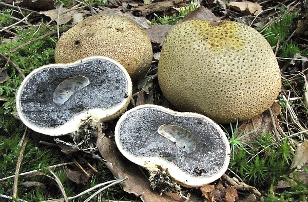 Pestřec obecný - Scleroderma citrinum Škola začínajícího houbaře - kulovité houby