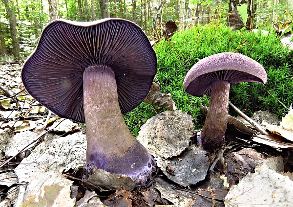 Pavučinec fialový - Cortinarius (Cortinarius) violaceus Škola začínajícího houbaře - Podzimní houby