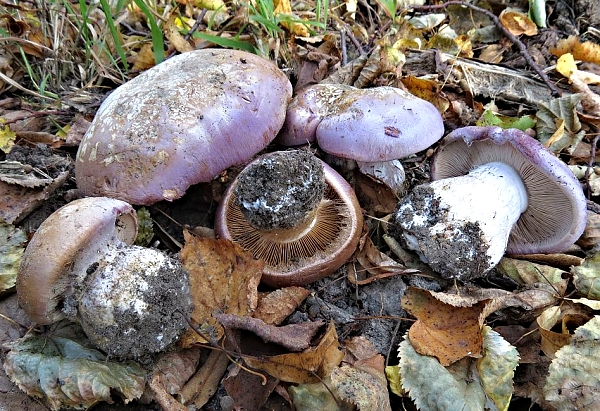 Pavučinec hnědofialový -Cortinarius (Phlegmacium) balteatocumatilis Škola začínajícího houbaře - Podzimní houby