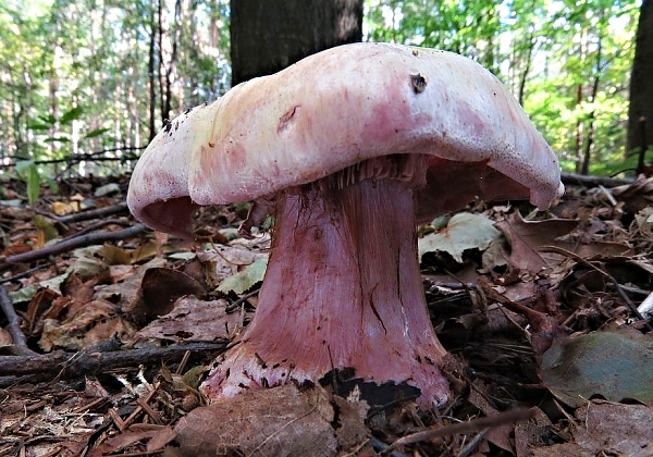 Pavučinec libovonný - Cortinarius (Phlegmacium) suaveolens Škola začínajícího houbaře - Podzimní houby
