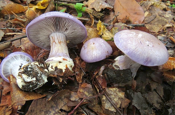Pavučinec modrý - Cortinarius (Phlegmacium) caerulesens Škola začínajícího houbaře - Podzimní houby
